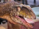  Mô hình khủng long răng cá mập Giganotosaurus Carolinii Scene Model Resin Statue By David Krentz | .. 