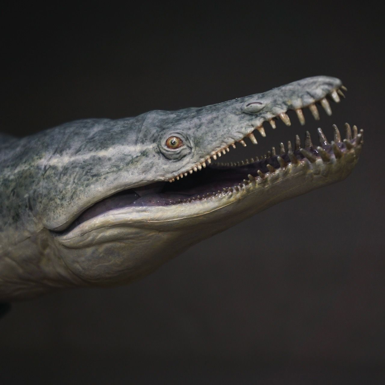  Mô hình Kronosaurus hãng pnso 1:35. 