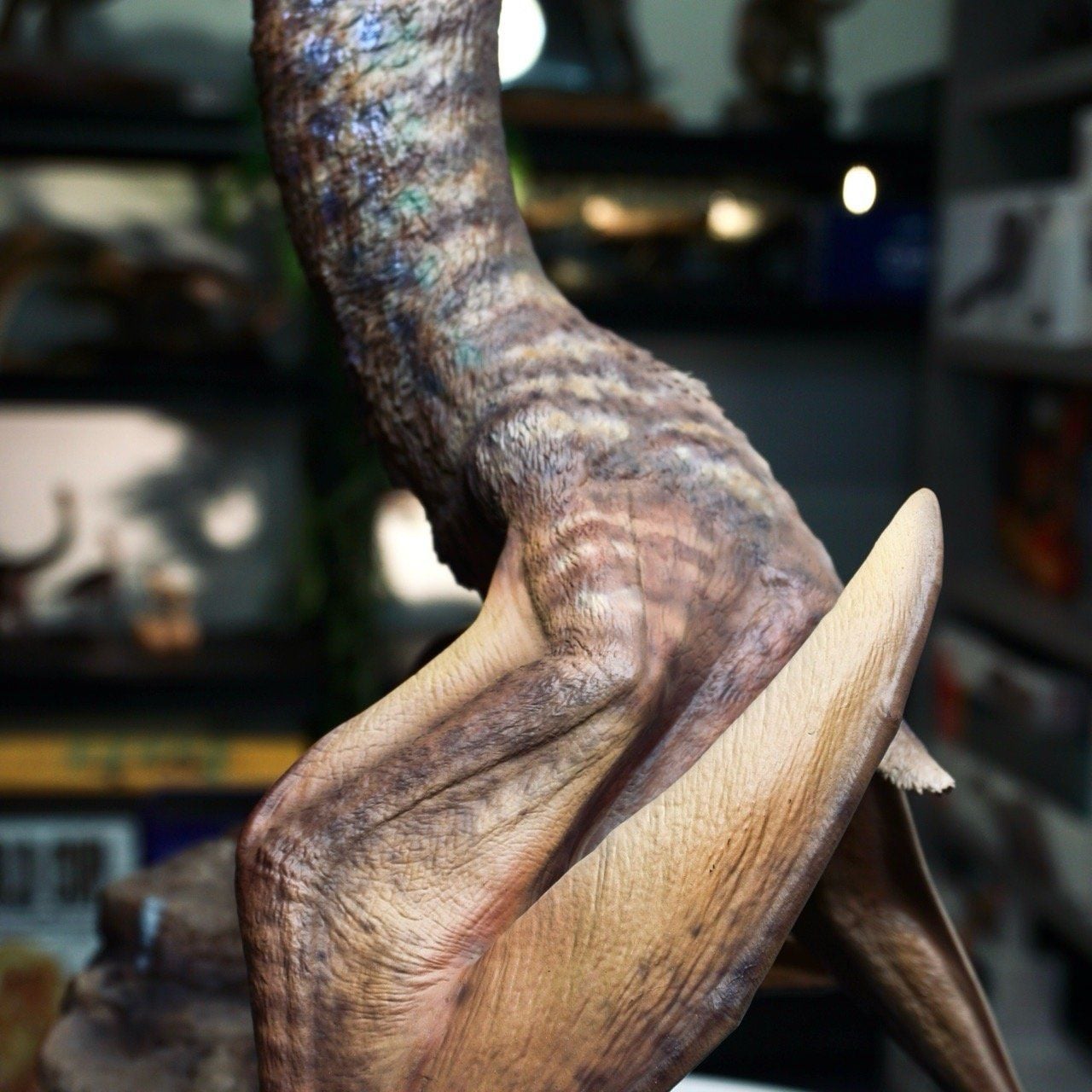  Mô hình Hatzegopteryx Musee studio tỷ lệ 1/15. 