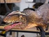  Mô hình khủng long răng cá mập Giganotosaurus Carolinii Scene Model Resin Statue By David Krentz | .. 