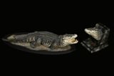  Mô hình cá sấu Utan 1964 the Crocs Man studio | .. 