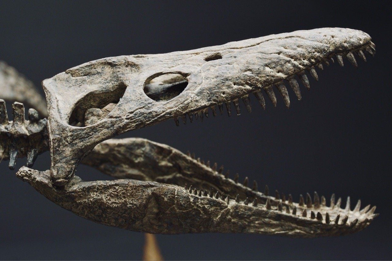  Mô hình xương Predator X By Yan tỷ lệ 1/18 | 𝐕𝐈𝐃𝐈𝐍𝐎.𝐕𝐍. 