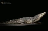  Mô hình cá sấu Utan 1964 the Crocs Man studio | .. 