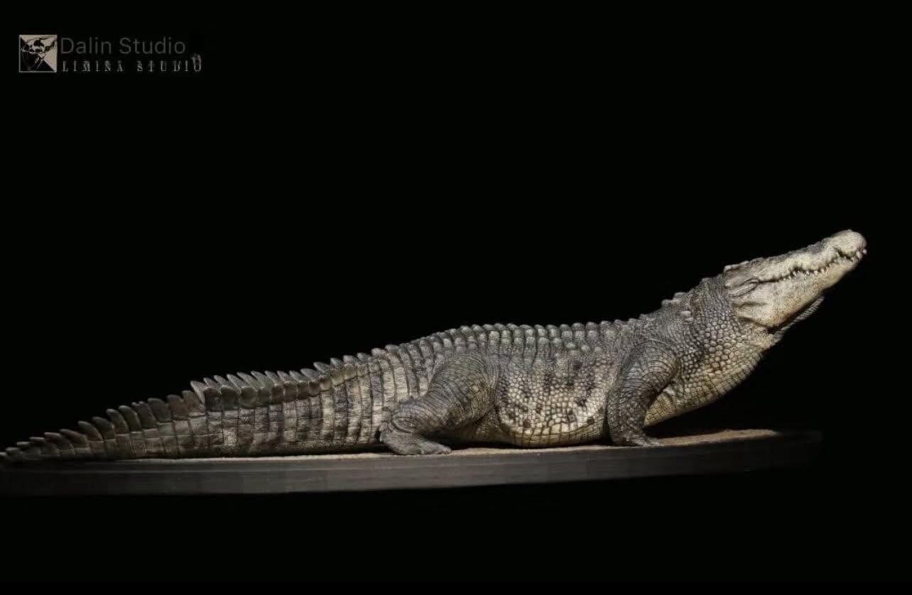  Mô hình cá sấu Utan 1964 the Crocs Man studio | .. 