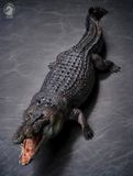  Mô hình cá sấu nước mặn Wdragon Studio tỷ lệ 1/12   | .. 