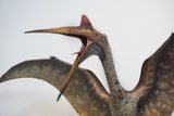  Mô hình loài quetzalcoatlus Musee studio tỷ lệ 1/10. 