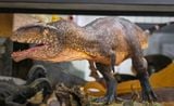 Mô hình khủng long răng cá mập Giganotosaurus Carolinii Scene Model Resin Statue By David Krentz | .. 