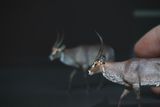  Mô hình động vật linh dương waterBuck tỷ lệ 1/35. 