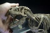  Bộ xương mô hình khủng long bạo chúa Tyranosaurus rex tỷ lệ 1:18. 