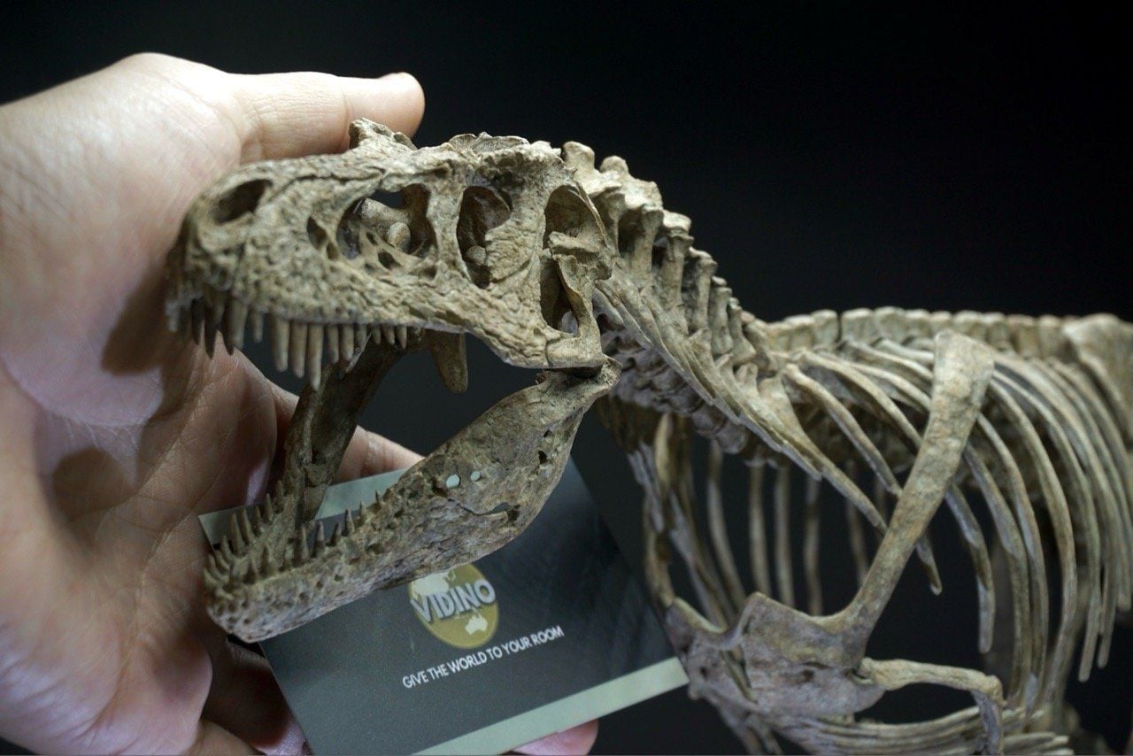  Bộ xương mô hình khủng long bạo chúa Tyranosaurus rex tỷ lệ 1:18. 