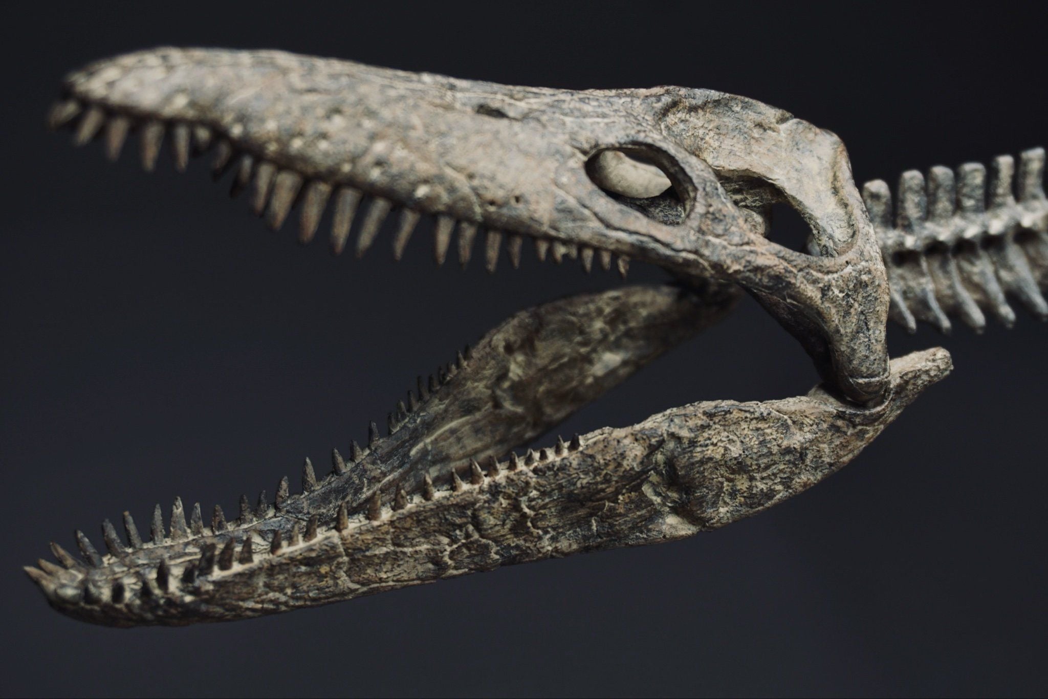  Mô hình xương Predator X By Yan tỷ lệ 1/18 | 𝐕𝐈𝐃𝐈𝐍𝐎.𝐕𝐍. 