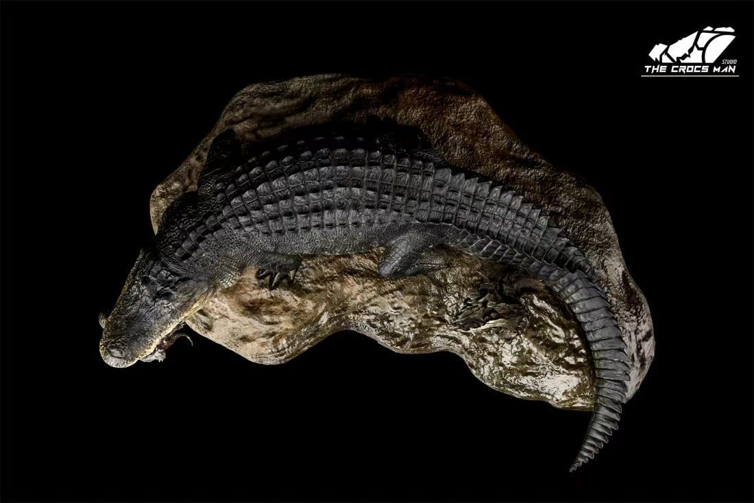  Mô hình cá sấu mỹ (American Alligator) The Crocs Man studio | .. 