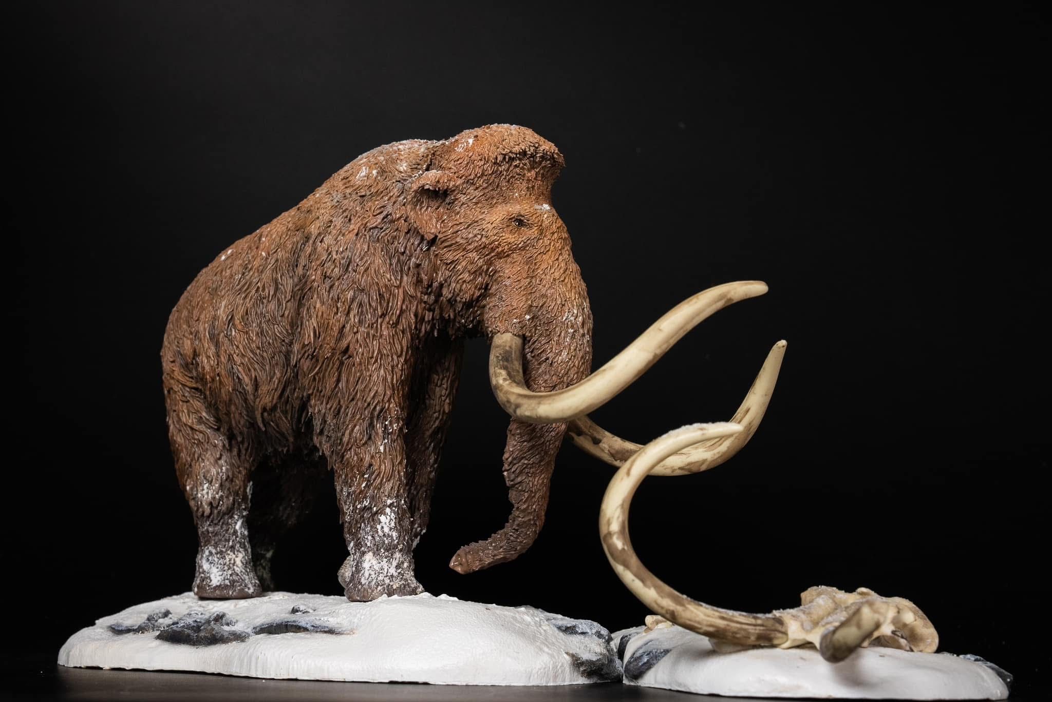  Mô hình Voi ma mút  kỷ băng Hà Mammuthus declay studio. 