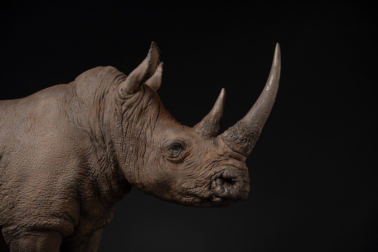  Mô hình động vật Tê giác trắng tỷ lệ 1/10 & 1/15 Declay studio. 