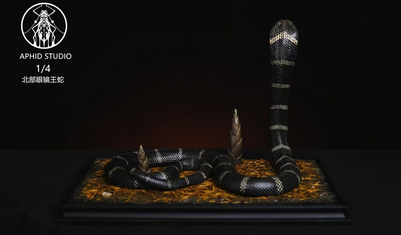  Mô hình Rắn hổ mang chúa phương bắc APHID studio | 𝐕𝐈𝐃𝐈𝐍𝐎.𝐕𝐍. 