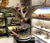  Mô hình loài quetzalcoatlus Musee studio tỷ lệ 1/10. 