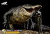 Mô hình cá sấu mỹ (American Alligator) The Crocs Man studio | ..