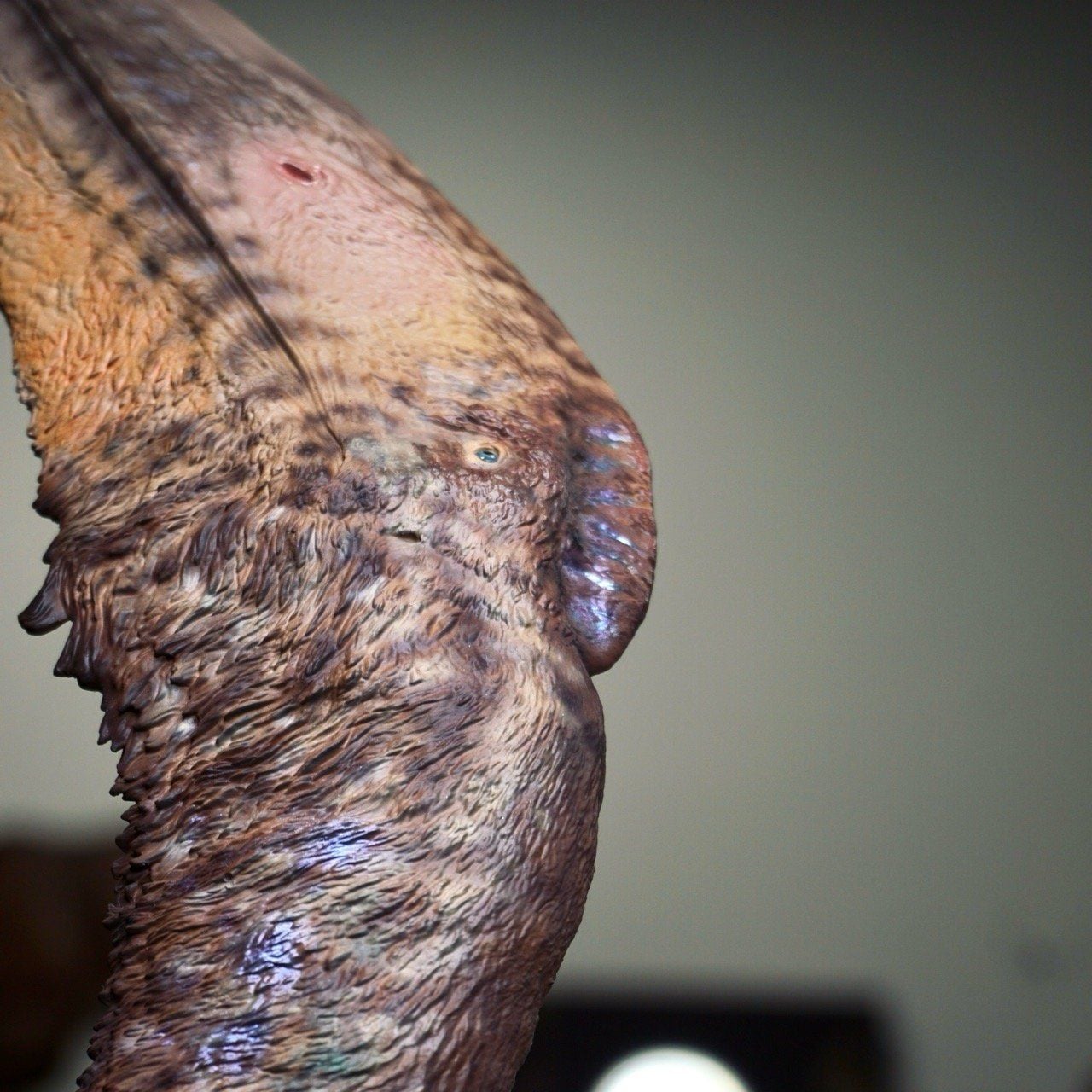  Mô hình Hatzegopteryx Musee studio tỷ lệ 1/15. 