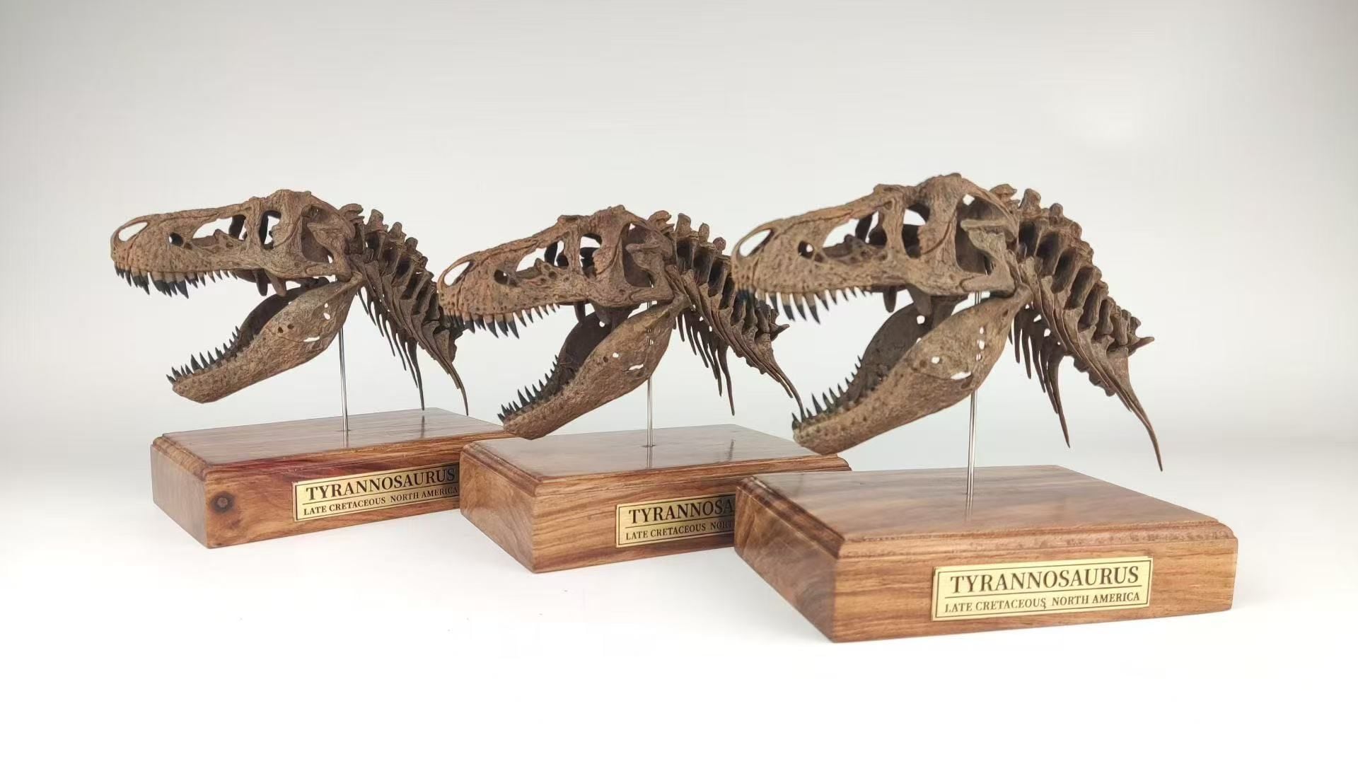  Mô hình xương Đầu trex tỷ lệ 1/18 của Mr yan. 