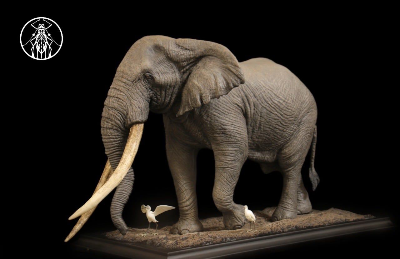  Mô hình Voi đồng cỏ châu phi (Tim) APHID studio | 𝐕𝐈𝐃𝐈𝐍𝐎.𝐕𝐍. 