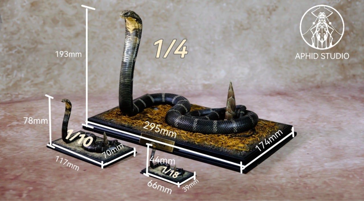  Mô hình Rắn hổ mang chúa phương bắc APHID studio | 𝐕𝐈𝐃𝐈𝐍𝐎.𝐕𝐍. 