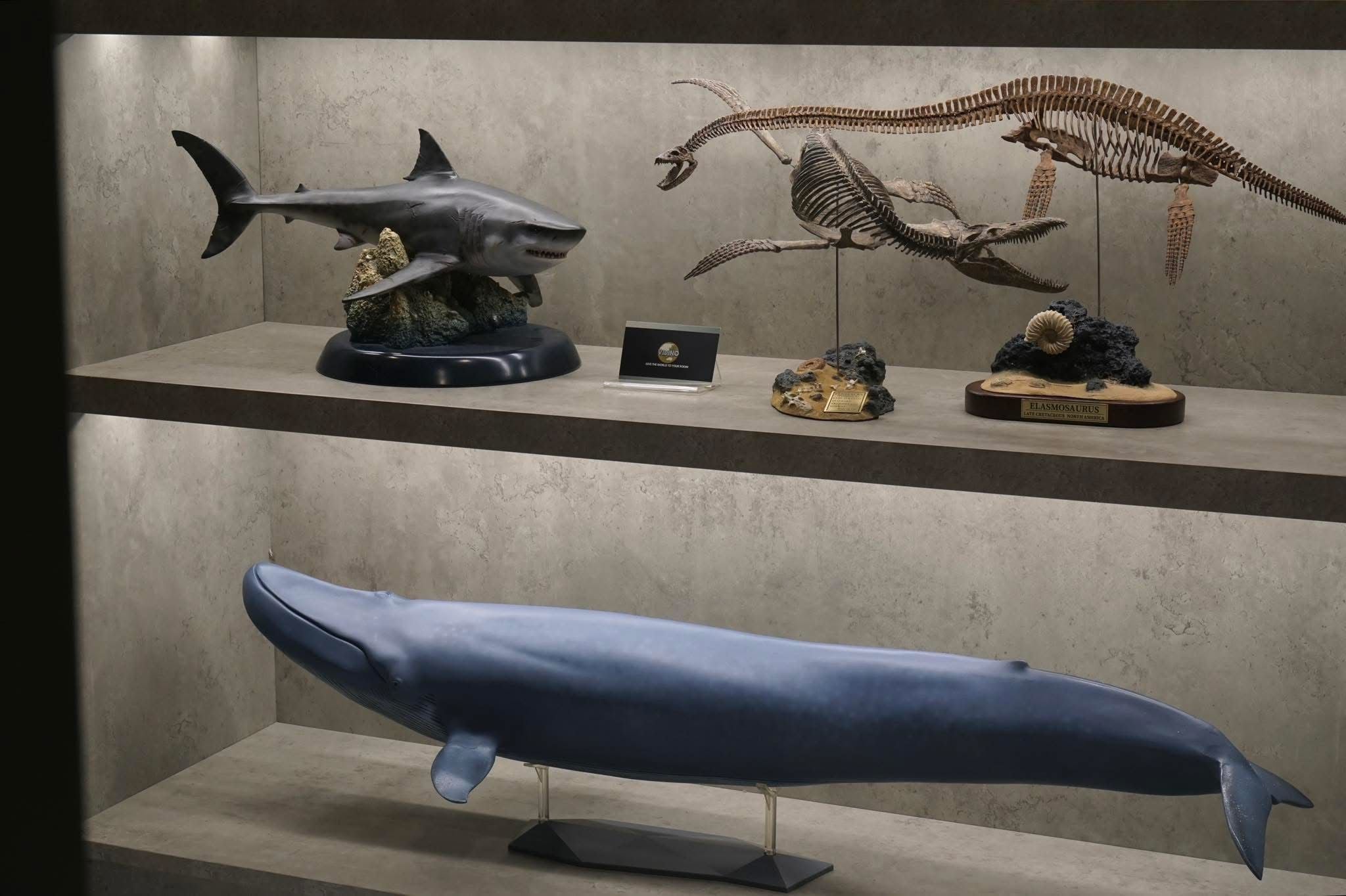  Mô hình cá voi xanh PNSO tỷ lệ 1/35 | 𝐕𝐈𝐃𝐈𝐍𝐎.𝐕𝐍. 