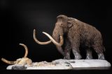  Mô hình Voi ma mút  kỷ băng Hà Mammuthus declay studio. 