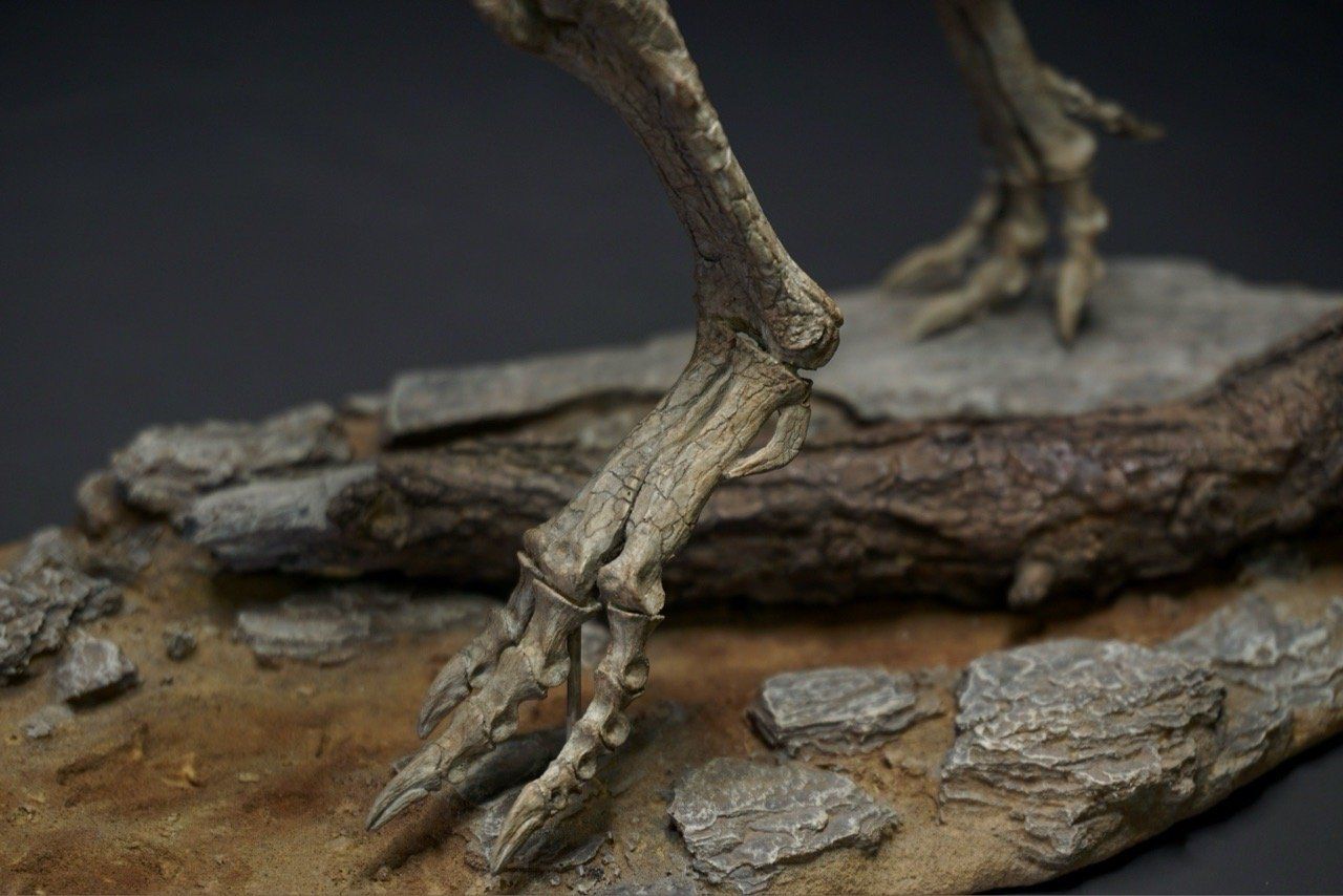  Bộ xương mô hình khủng long bạo chúa Tyranosaurus rex tỷ lệ 1:18. 