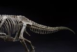  Bộ xương mô hình khủng long bạo chúa Tyranosaurus rex tỷ lệ 1:18. 