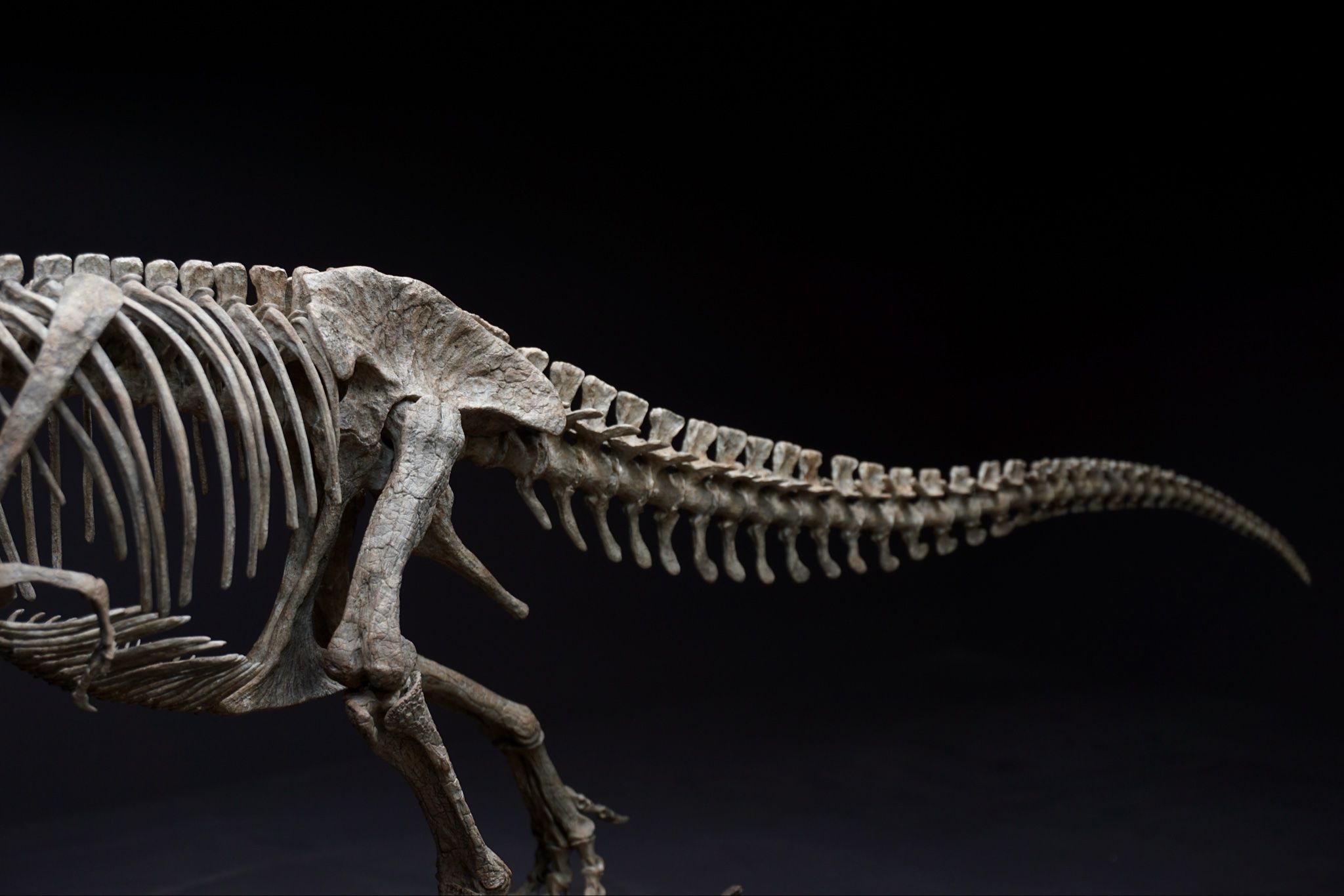  Bộ xương mô hình khủng long bạo chúa Tyranosaurus rex tỷ lệ 1:18. 