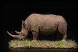 Mô hình động vật Tê giác trắng tỷ lệ 1/35 Declay studio. 