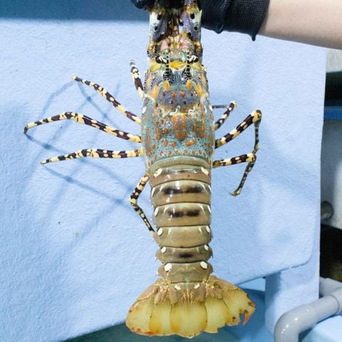 Tôm hùm Bông Thiên Nhiên