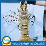 Tôm hùm Bông Thiên Nhiên