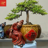  Chậu Cây Bon Sai Ông Cụ Say Rượu -Sứ Bát Tràng 
