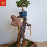  Chậu Cây Bon Sai Võ Sư -Sứ Bát Tràng 