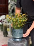  Chậu trồng lan khắc nổi H17 