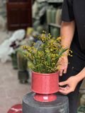  Chậu trồng lan khắc nổi H17 