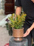  Chậu trồng lan khắc nổi H17 