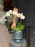  Chậu trồng lan khắc nổi H17 