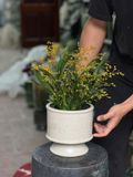  Chậu trồng lan khắc nổi H17 