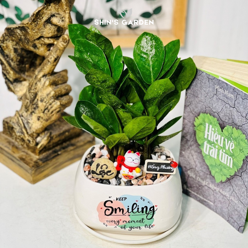 Cây kim tiền để bàn | SH0001 | Chậu sứ họa tiết | 30 - 50 cm | Tài lộc, May mắn, Thịnh vượng | Shin's Garden