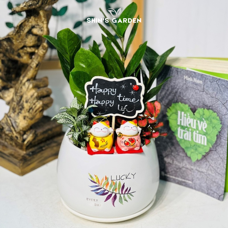 Cây kim tiền để bàn | SH0001 | Chậu sứ họa tiết | 30 - 50 cm | Tài lộc, May mắn, Thịnh vượng | Shin's Garden