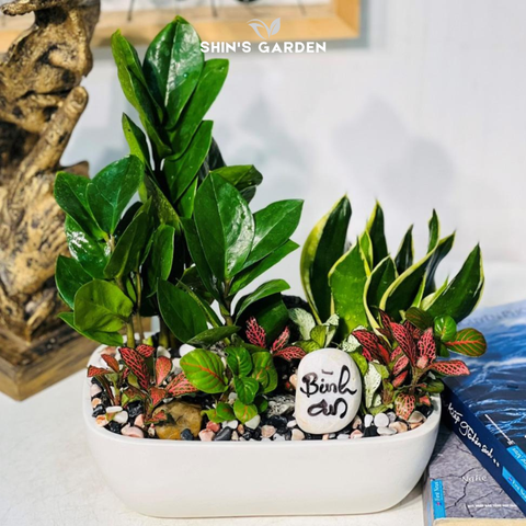  Tiểu cảnh cây kim tiền để bàn | SH0003 | Chậu sứ trắng | 40 - 60 cm | Tài lộc, May mắn, Thịnh vượng | Shin's Garden 