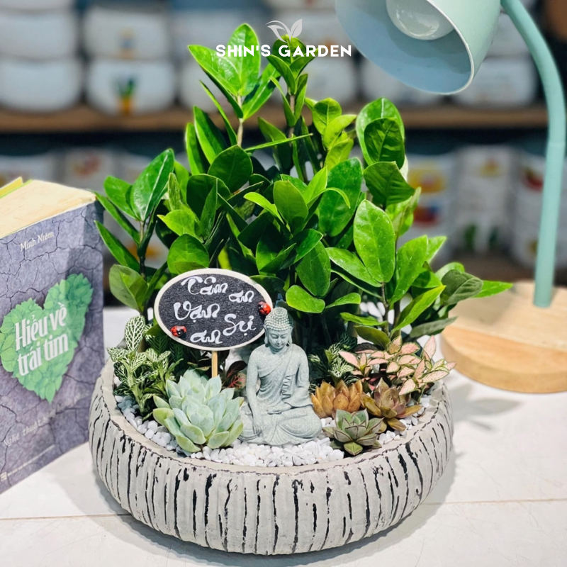 Tiểu cảnh cây kim tiền để bàn | SH0002 | Chậu sứ họa tiết | 40 - 60 cm | Tài lộc, May mắn, Thịnh vượng | Shin's Garden