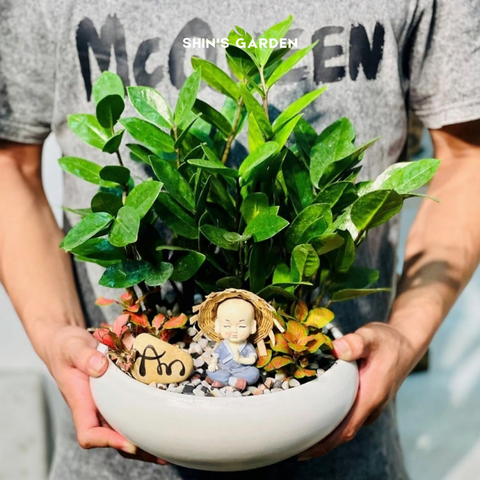  Tiểu cảnh cây kim tiền để bàn | SH0003 | Chậu sứ trắng | 40 - 60 cm | Tài lộc, May mắn, Thịnh vượng | Shin's Garden 