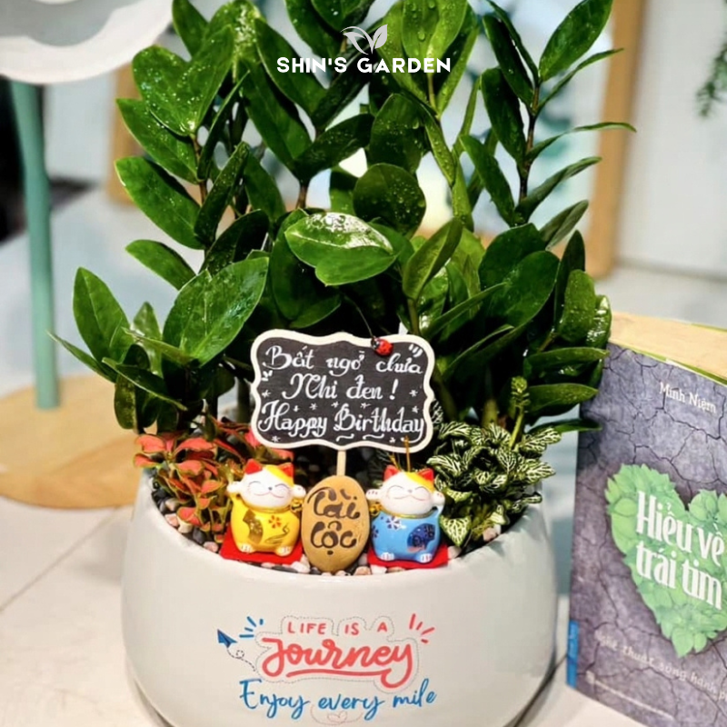 Tiểu cảnh cây kim tiền để bàn | SH0002 | Chậu sứ họa tiết | 40 - 60 cm | Tài lộc, May mắn, Thịnh vượng | Shin's Garden