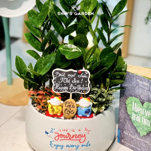  Tiểu cảnh cây kim tiền để bàn | SH0002 | Chậu sứ họa tiết | 40 - 60 cm | Tài lộc, May mắn, Thịnh vượng | Shin's Garden 