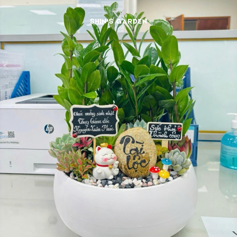 Tiểu cảnh cây kim tiền để bàn | SH0003 | Chậu sứ trắng | 40 - 60 cm | Tài lộc, May mắn, Thịnh vượng | Shin's Garden