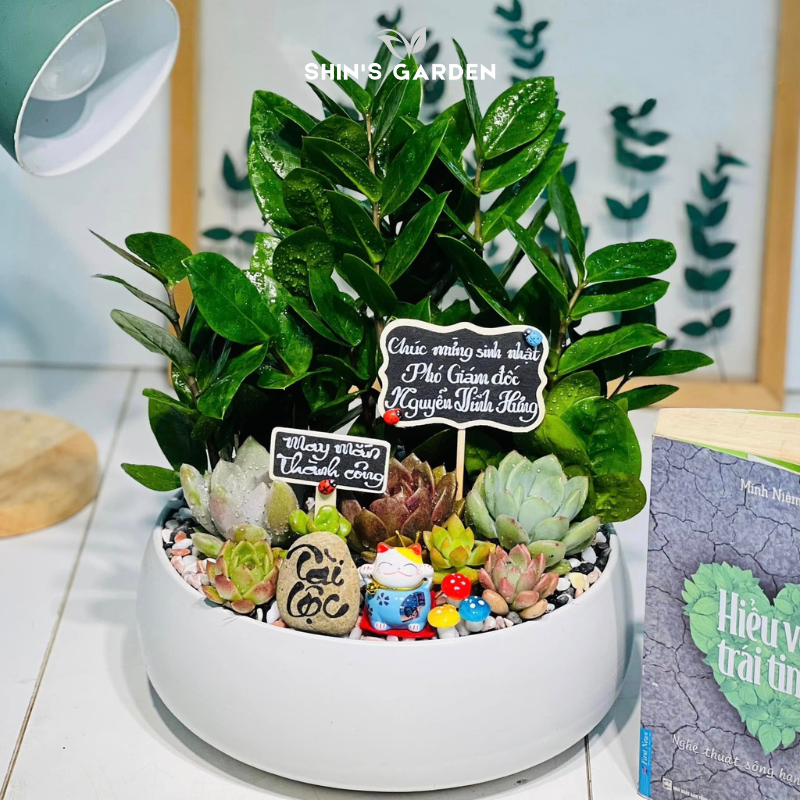 Tiểu cảnh cây kim tiền để bàn | SH0003 | Chậu sứ trắng | 40 - 60 cm | Tài lộc, May mắn, Thịnh vượng | Shin's Garden