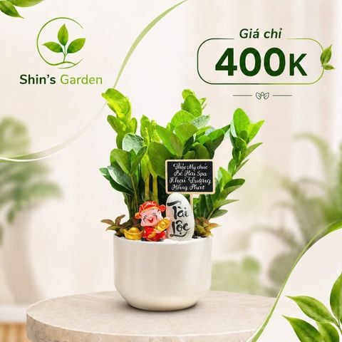  Tiểu cảnh kim tiền để bàn KTMG00017 chậu sứ trắng – Cây kim phát tài phong thủy thu hút tài lộc | Shin's Garden 